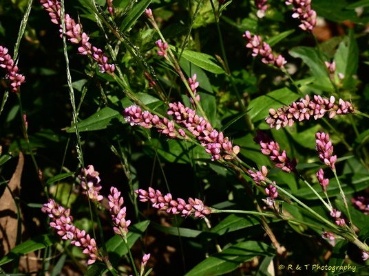 {Persicaria longiseta}